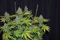 Bild von 420vizions (Blue Widow)