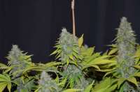 Bild von 420vizions (Blue Widow)