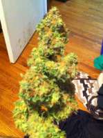 Bild von drsizzurp69 (Blue Widow)