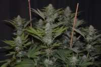 Bild von 420vizions (Blue Widow)