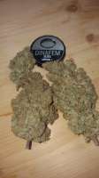 Bild von BlackDomina (Critical Plus)