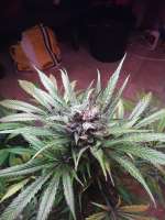 Bild von BuddyJunior420 (Deep Cheese)