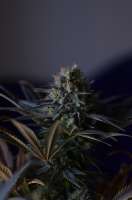 Dinafem Dinamed CBD Plus - ein Foto von Medical1989