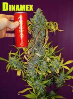 Bild von StrainTrain (Dinamex Autoflowering)