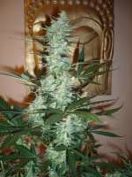 Bild von merlin (Moby Dick Autoflowering)