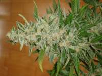 Bild von scoobysnax (Moby Dick Autoflowering)