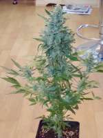 Dinafem Moby Dick Autoflowering - ein Foto von scoobysnax