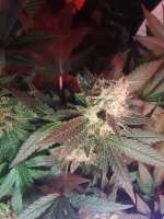 Dinafem Moby Dick #2 - ein Foto von BuddyJunior420