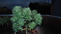 Dinafem Moby Dick XXL Autoflowering - ein Foto von ThinkDifferent