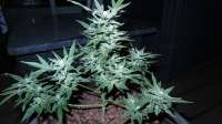 Dinafem Moby Dick XXL Autoflowering - ein Foto von ThinkDifferent