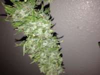 Bild von Fluffyhead22 (OG Kush)