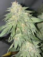 Dinafem Purple Moby Dick - ein Foto von MaryGotGas