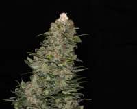 Dinafem Quick Critical + - ein Foto von flashgordon