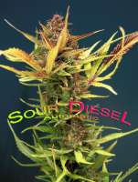 Dinafem Sour Diesel Autoflowering - ein Foto von StrainTrain