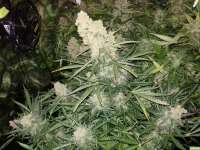 Bild von kappkillero187 (Sour Diesel Autoflowering)