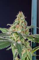 Dinafem Sweet Deep Grapefruit - ein Foto von Mortadelo