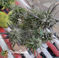 Divine Seeds Auto Deadryder - ein Foto von DivineSeedsSupport