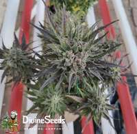 Divine Seeds Auto Deadryder - ein Foto von DivineSeedsSupport