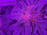 Divine Seeds Auto Fractal - ein Foto von DivineSeedsSupport