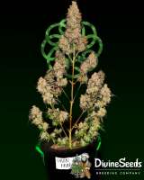 Divine Seeds Auto Fractal - ein Foto von DivineSeedsSupport