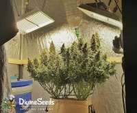 Divine Seeds Auto Kabul - ein Foto von DivineSeedsSupport