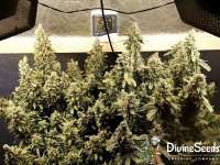 Divine Seeds Auto Kabul - ein Foto von DivineSeedsSupport