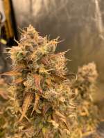 Divine Seeds Auto Montreal - ein Foto von DivineSeedsSupport