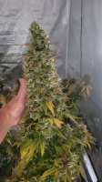 Divine Seeds Auto Moon Rock - ein Foto von DivineSeedsSupport