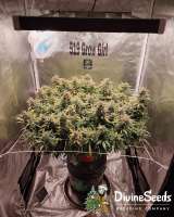 Divine Seeds Auto Opium - ein Foto von DivineSeedsSupport