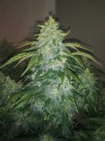 Divine Seeds Auto White Russian - ein Foto von DivineSeedsSupport