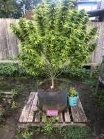 Divine Seeds Opium - ein Foto von DivineSeedsSupport