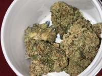 Dog Pound Genetic's Snoop Dogg OG - ein Foto von Dutchman420