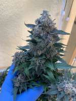 Dojo Seed Co. Ninja Fruit - ein Foto von TheGreenGiant