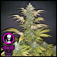 Domus Seeds Alien Chocolate - ein Foto von DomusSeeds