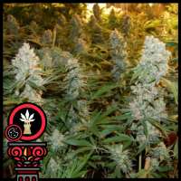 Domus Seeds Auto Cookies - ein Foto von DomusSeeds