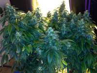 Dr. Greenthumb East Coast Sour Diesel - ein Foto von Terpenetony