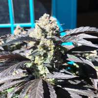 Dragons Flame Genetics Pan Dragon - ein Foto von pupilfam