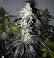 Drohammad Seeds Sureshot - ein Foto von Getmo