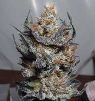 Drohammad Seeds Sureshot - ein Foto von Getmo