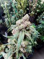 Drohammad Seeds Vibranium - ein Foto von Gangster