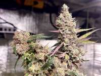 Drohammad Seeds Vibranium - ein Foto von Gangster