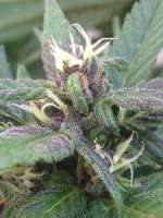 Bild von dieselhaze (AutoBlackberry Kush)