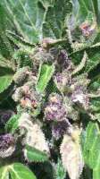 Bild von dieselhaze (AutoBlackberry Kush)