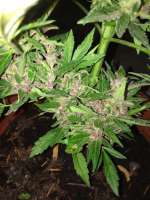 Bild von dieselhaze (AutoBlackberry Kush)