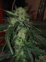 Bild von EckMcjagger (AutoColorado Cookies)