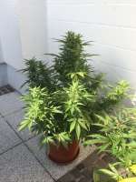 Bild von dieselhaze (AutoDurban Poison)