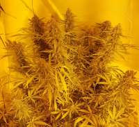 Bild von BudBro (Auto Critical Orange Punch)