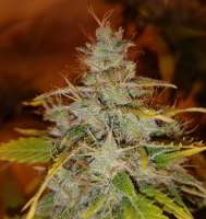 Bild von BudBro (Auto Critical Orange Punch)