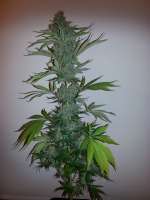 Bild von verticaldown (CBD Skunk Haze)