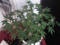 Bild von nygrr (CBD Skunk Haze)